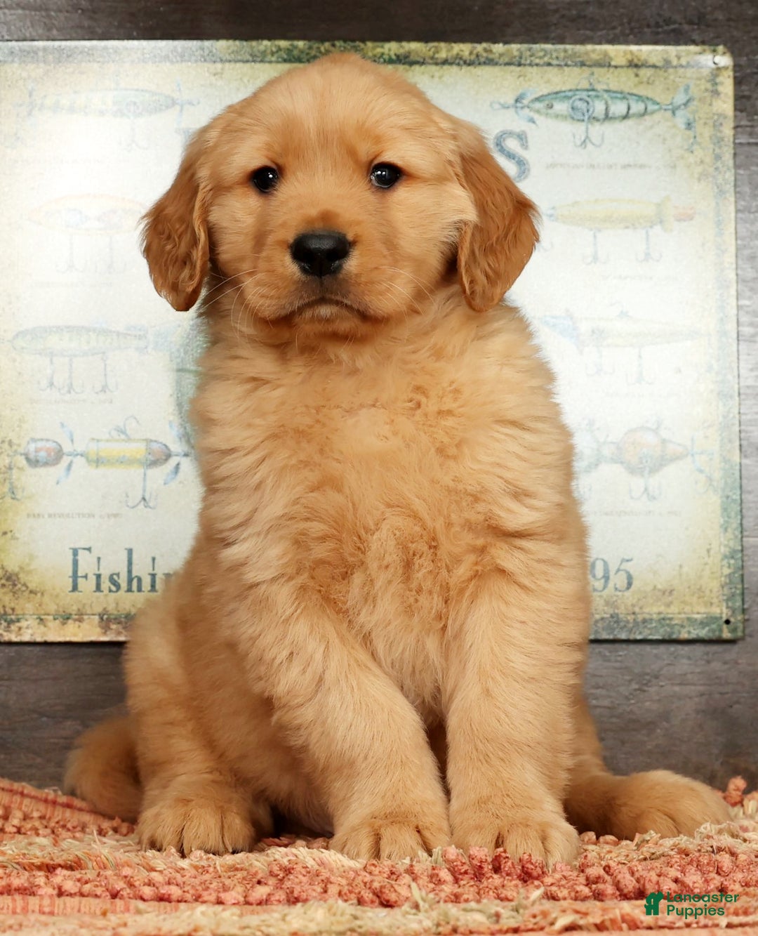 Golden Retriever dogs for sale: Flint - Ad 4