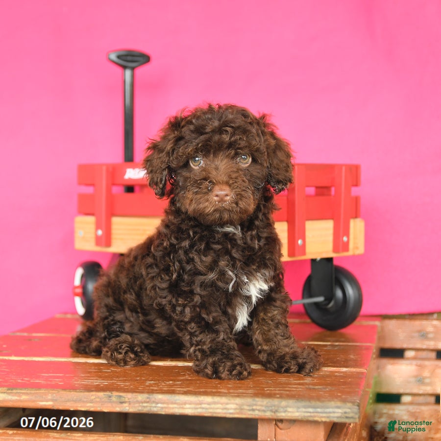 Toy Poodle dogs Archie - Ad 1