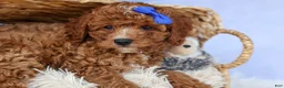 Cavapoo dogs for sale: TOBY - Ad 14