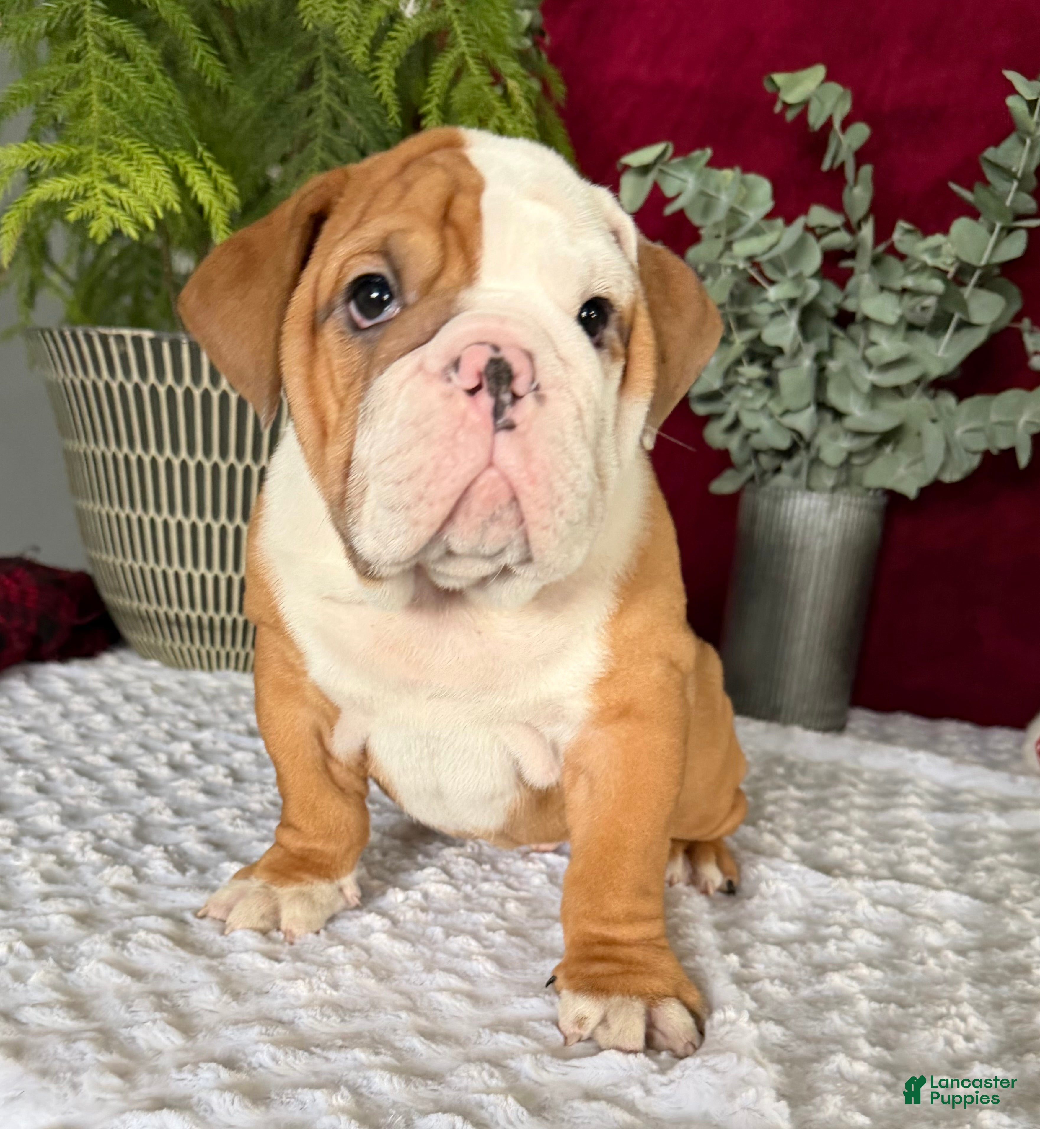 English Bulldog dogs Mikey - Ad 27