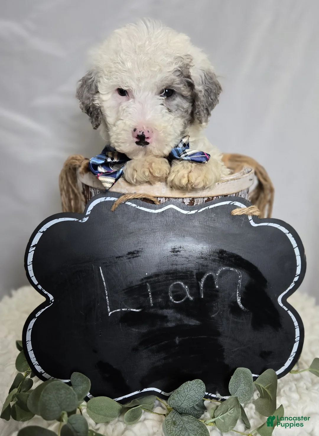 Mini Sheepadoodle dogs for sale: Liam - Ad 5