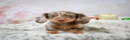 Miniature Dachshund dogs for sale: Frosty - Ad 2