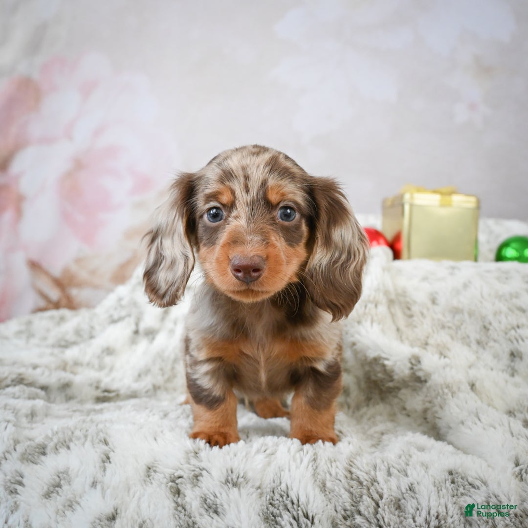 Miniature Dachshund dogs for sale: Frosty - Ad 2