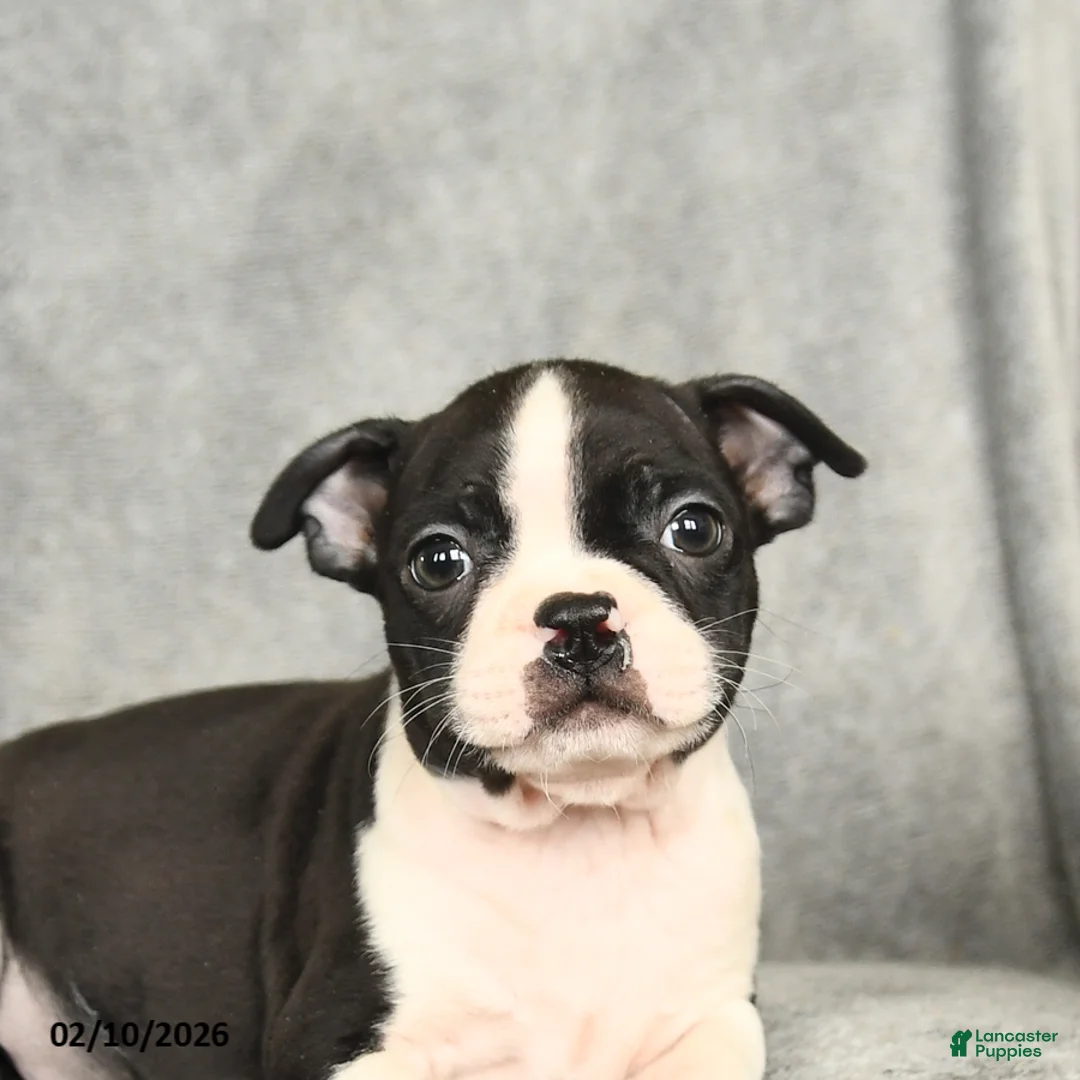 Boston Terrier dogs for sale: Baxter - Ad 4