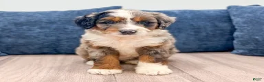 Cooper