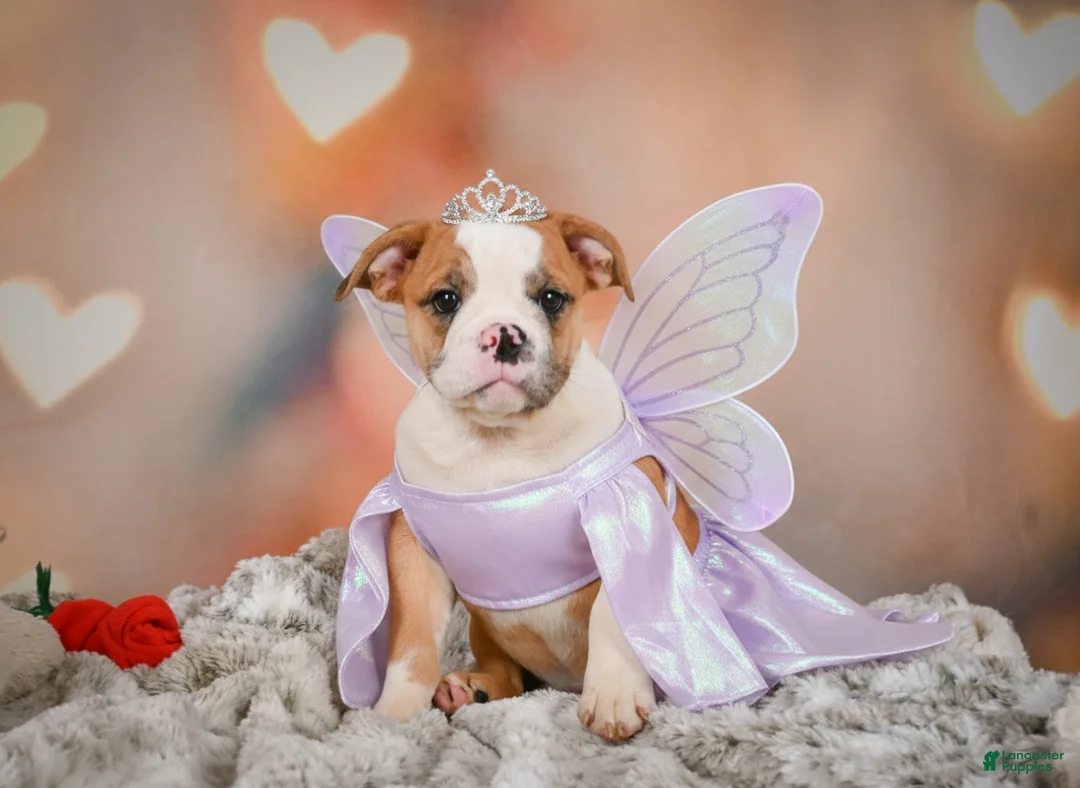 English Bulldog dogs for sale: English Bulldog 1 - Ad 1