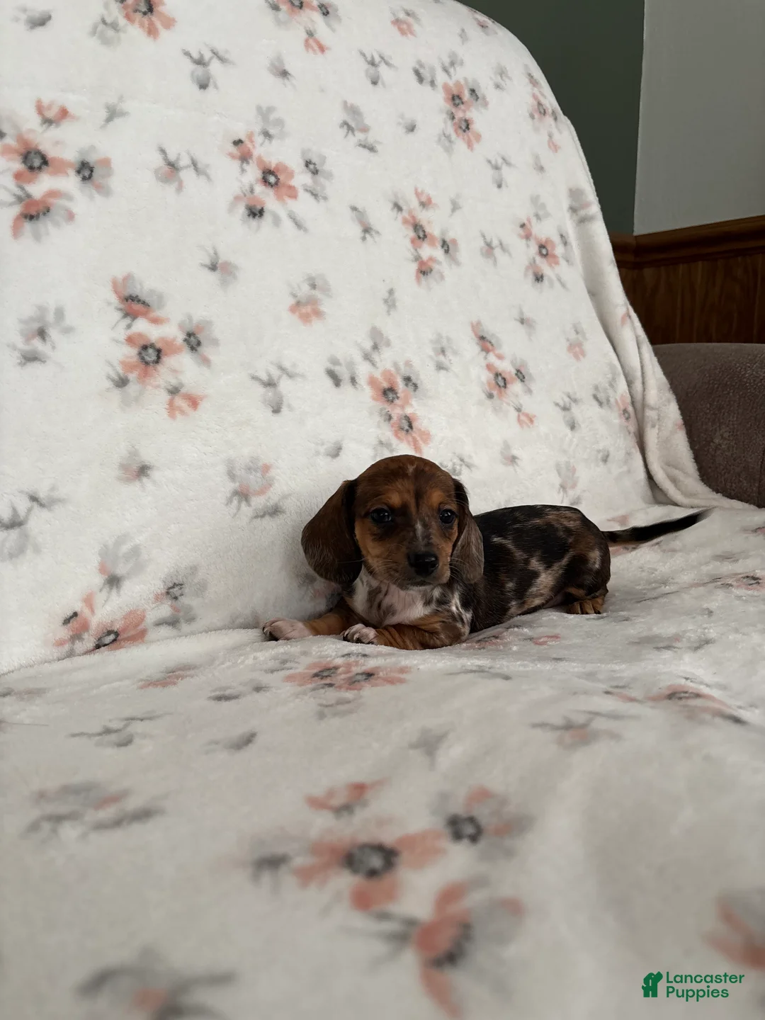 Miniature Dachshund dogs for sale: Miniature Dachshund Puppy 3 - Ad 7