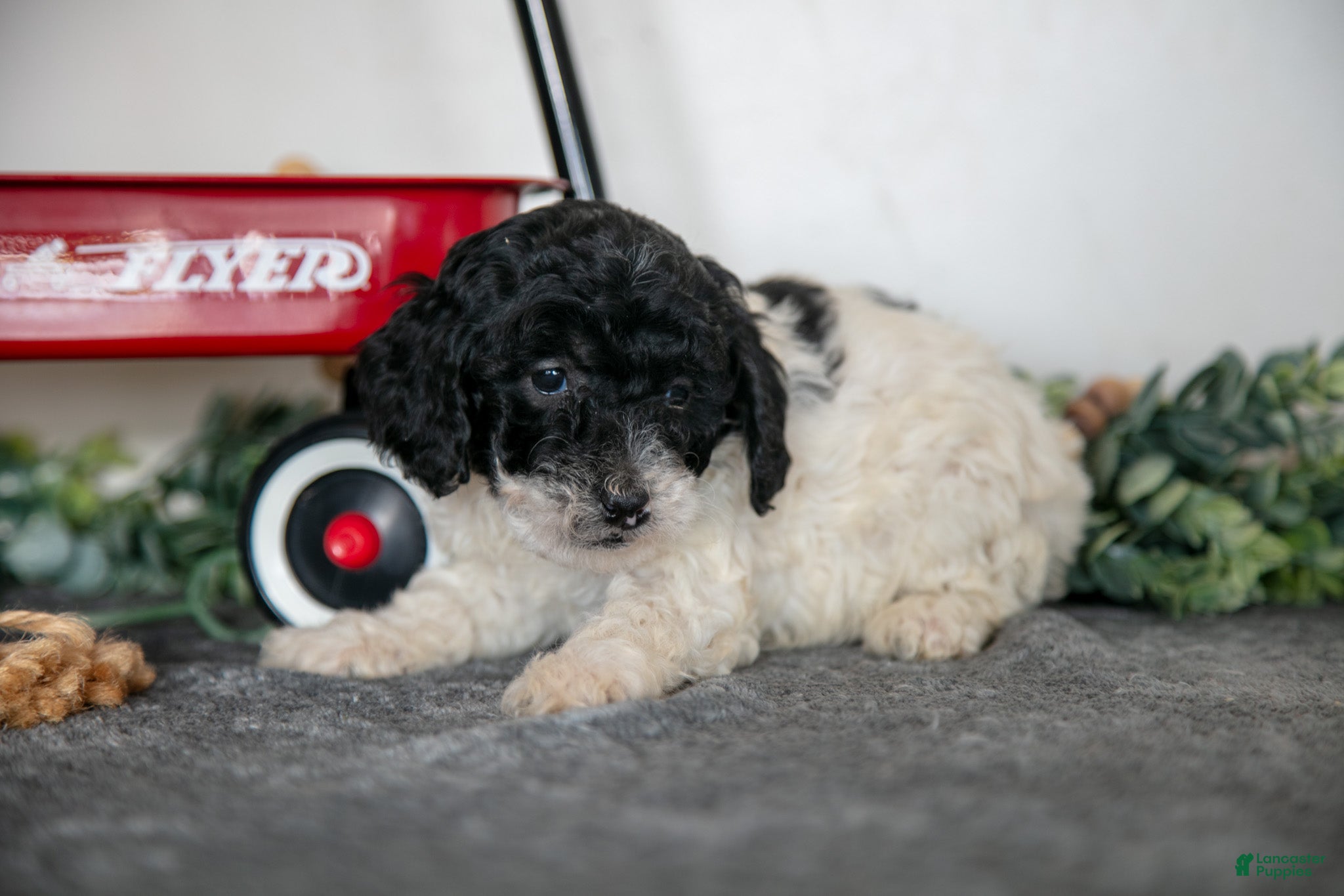 Miniature Poodle dogs Frannie - Ad 1