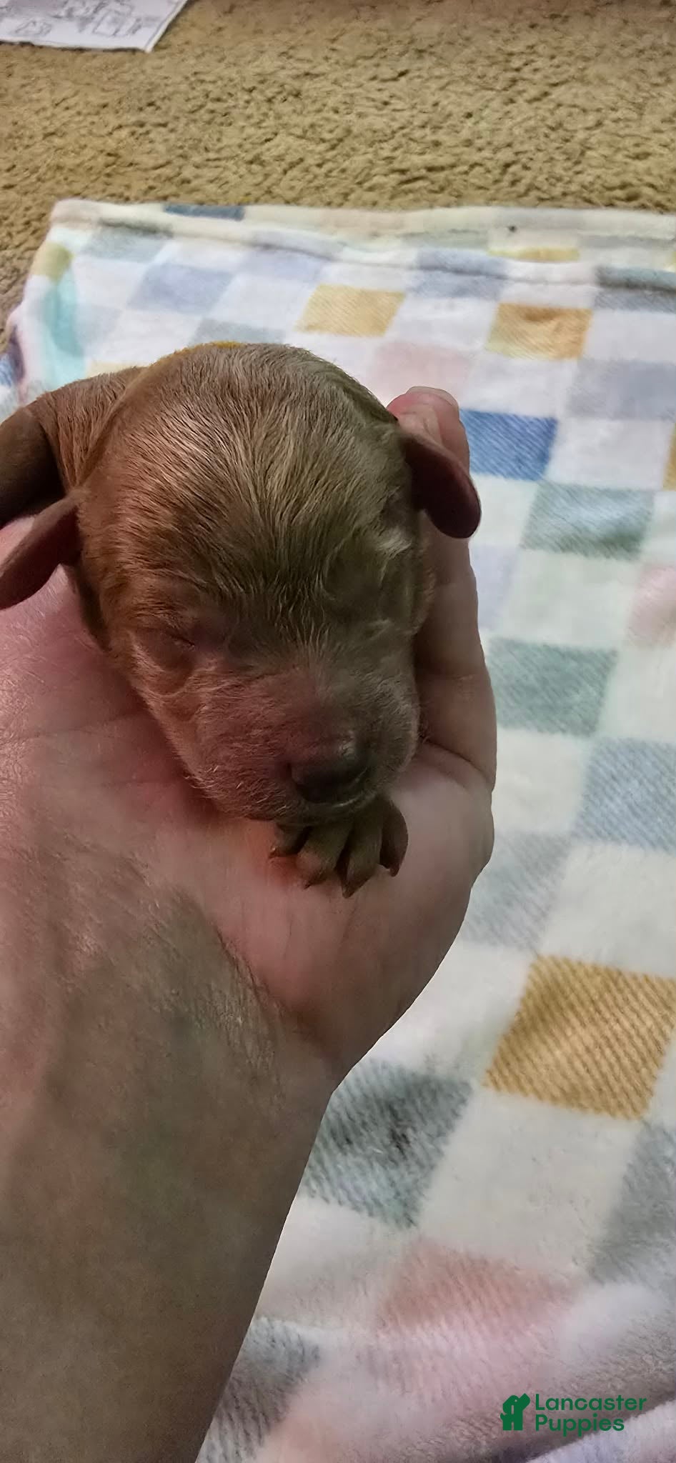 Mini Goldendoodle dogs for sale: bear (male) - Ad 5