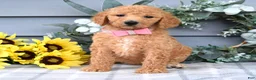 Standard Poodle dogs for sale: Roxanne - Ad 5