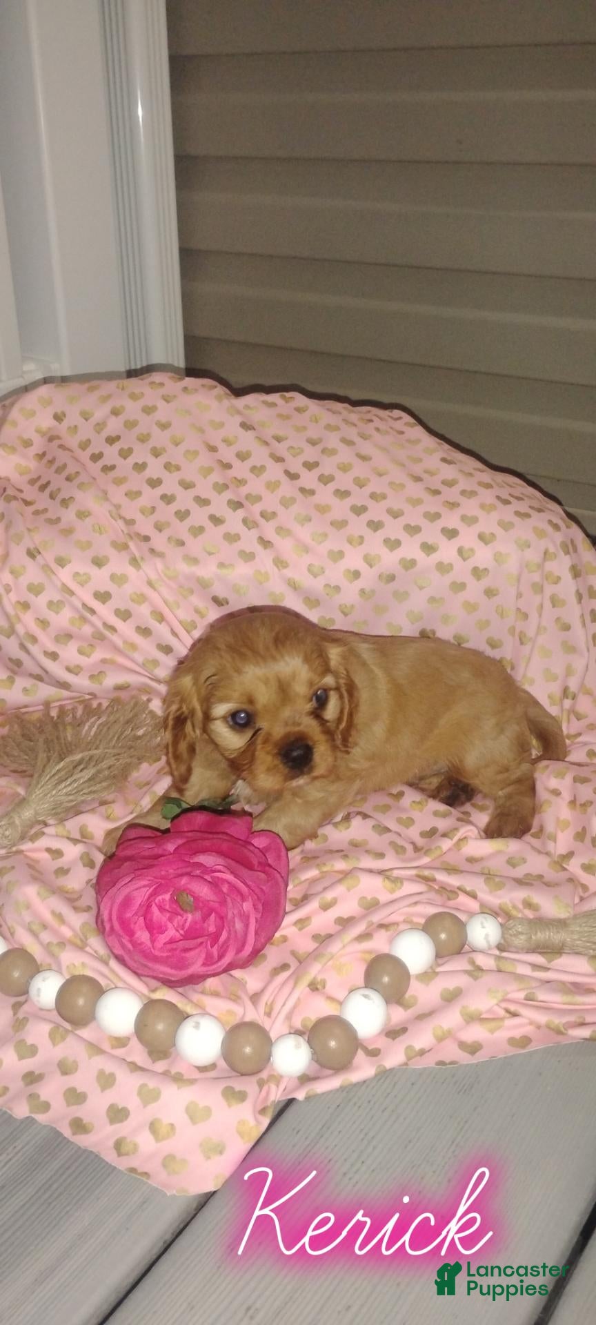 Cavalier King Charles Spaniel dogs Cavalier King Charles Spaniel 3 - Ad 12
