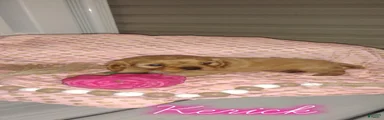 Cavalier King Charles Spaniel 3
