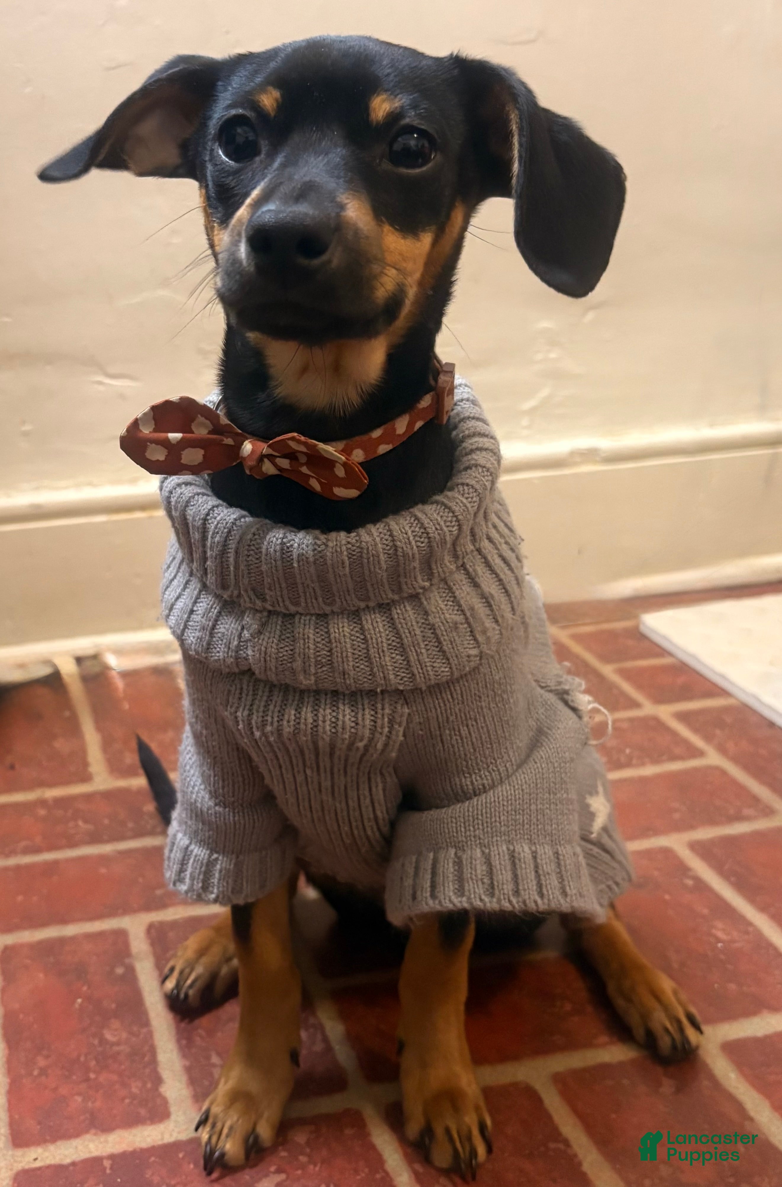 Mixed Breed dogs Pocket Pet 1 - Ad 10