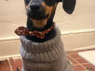 Mixed Breed dogs Pocket Pet 1 - Ad 10