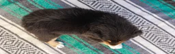 Australian Shepherd dogs for sale: Casey - Ad 7