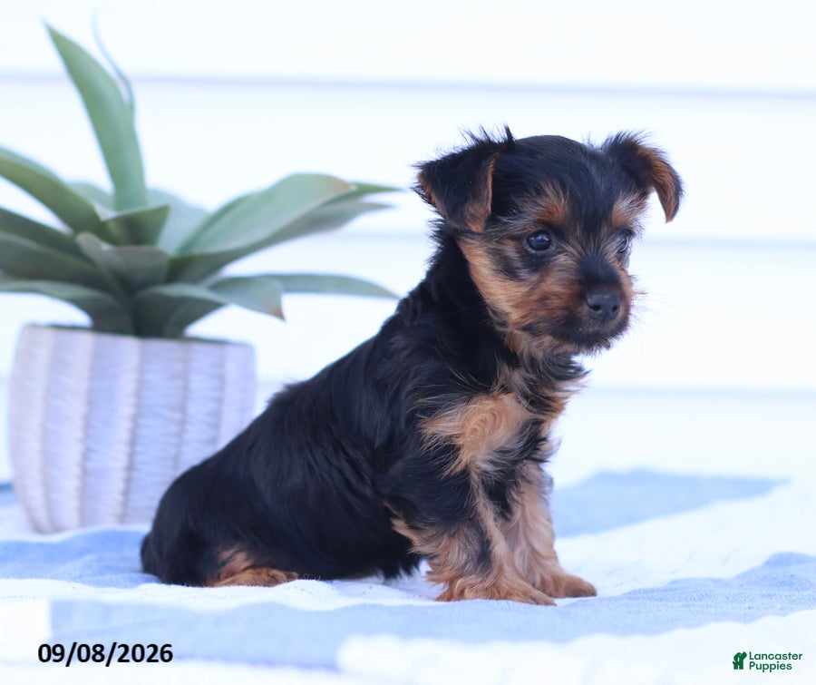 Yorkshire Terrier dogs Snuggles - Ad 2