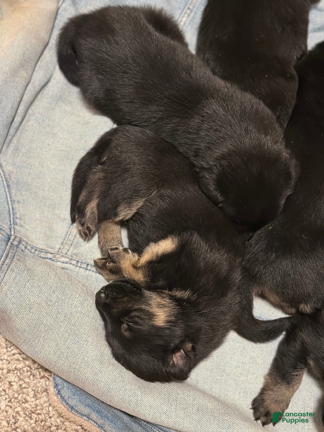 German Shepherd dogs for sale: River - Ad 3