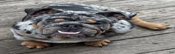 English Bulldog dogs for sale: English Bulldog 2 - Ad 6