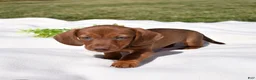 Miniature Dachshund dogs for sale: Chai - Ad 4