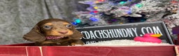 Miniature Dachshund dogs for sale: Ready Xmas eve - Ad 14