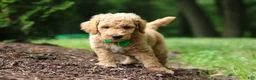 Standard Poodle dogs for sale: Leo - Ad 13