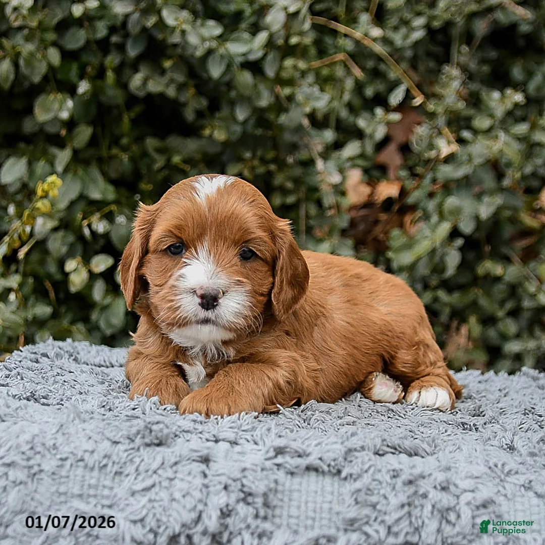 Cavapoo dogs for sale: Monty - Ad 2