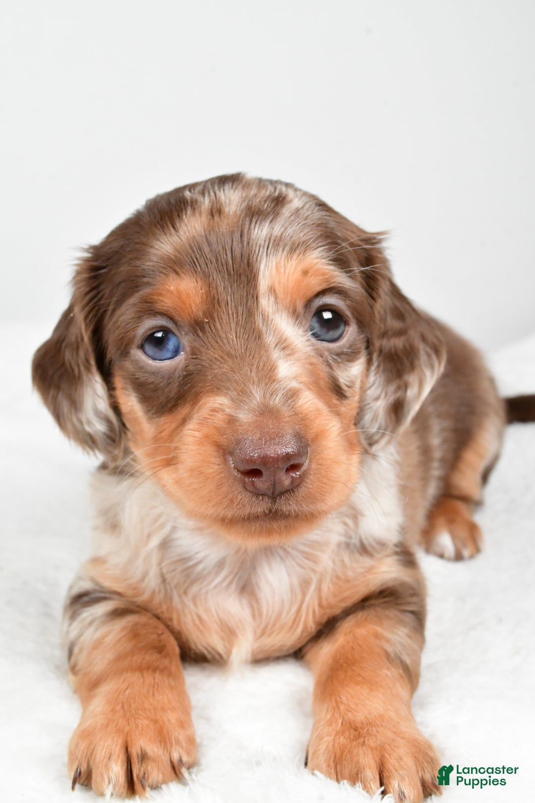 Miniature Dachshund dogs for sale: Casey  - Ad 4