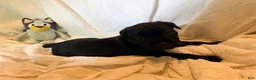 Cane Corso dogs for sale: Crowley AKC yellow/orange collar - Ad 29