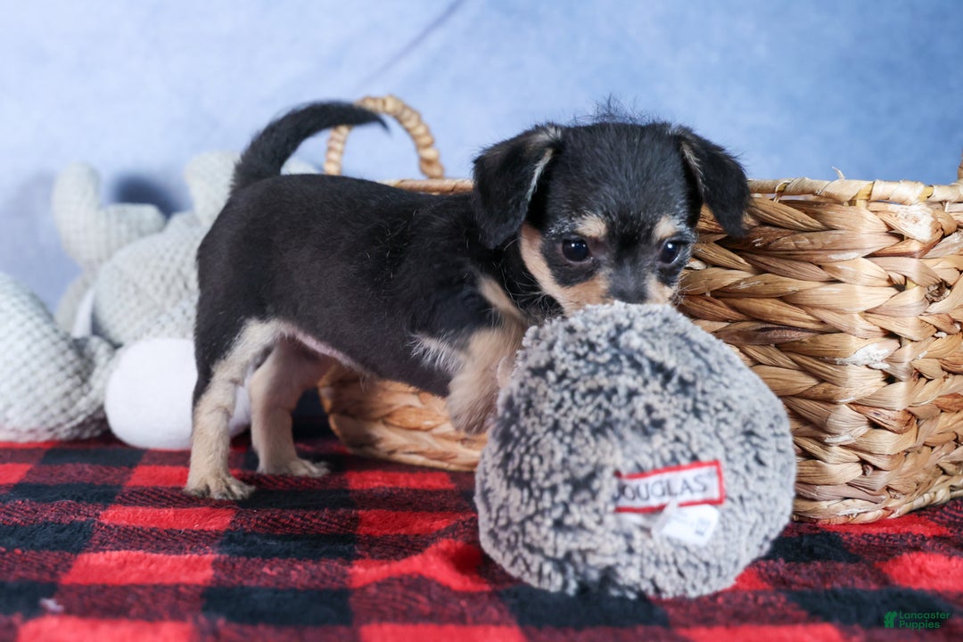 Chipoo dogs for sale: Kinsley - Ad 8