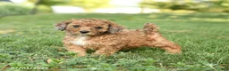 Miniature Poodle dogs for sale: Cookie - Ad 1