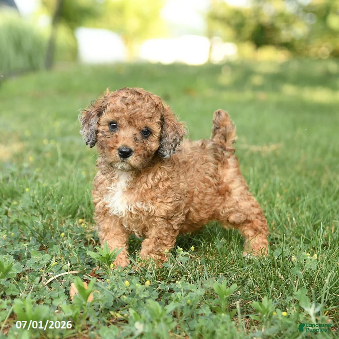 Miniature Poodle dogs for sale: Cookie - Ad 1