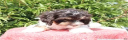 Cavapoo dogs for sale: Echo - Ad 2