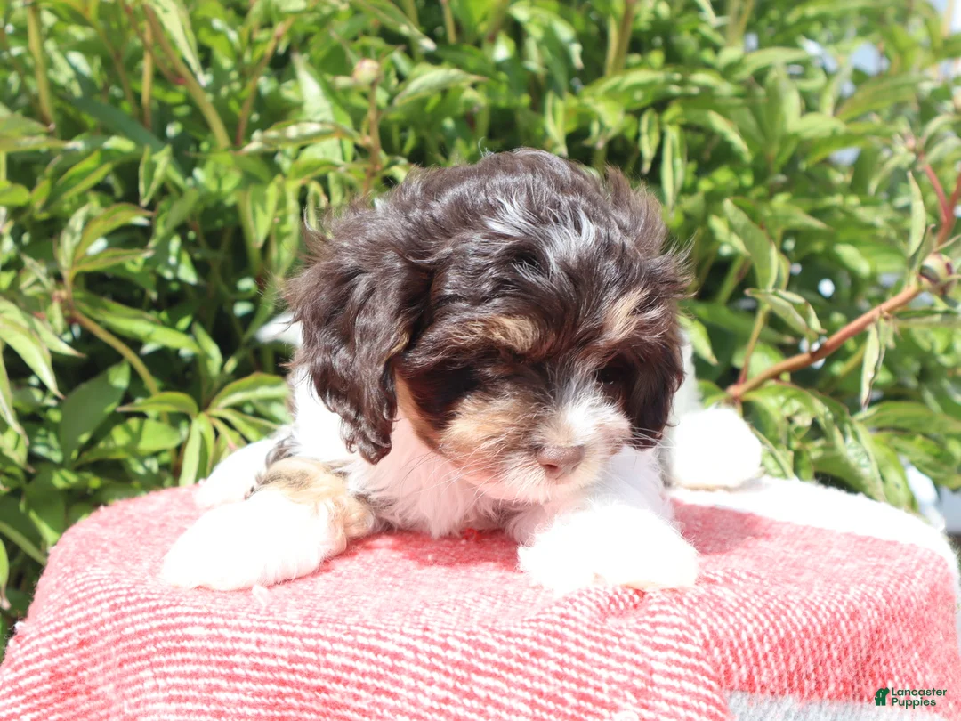 Cavapoo dogs for sale: Echo - Ad 2