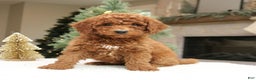 Mini Goldendoodle dogs for sale: Ottilie  - Ad 3