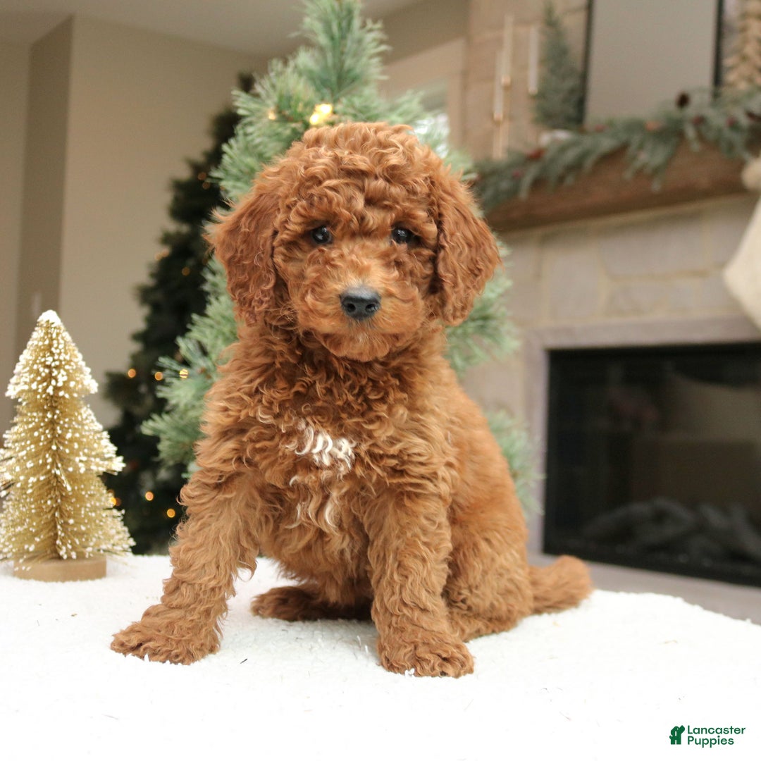 Mini Goldendoodle dogs for sale: Ottilie  - Ad 3