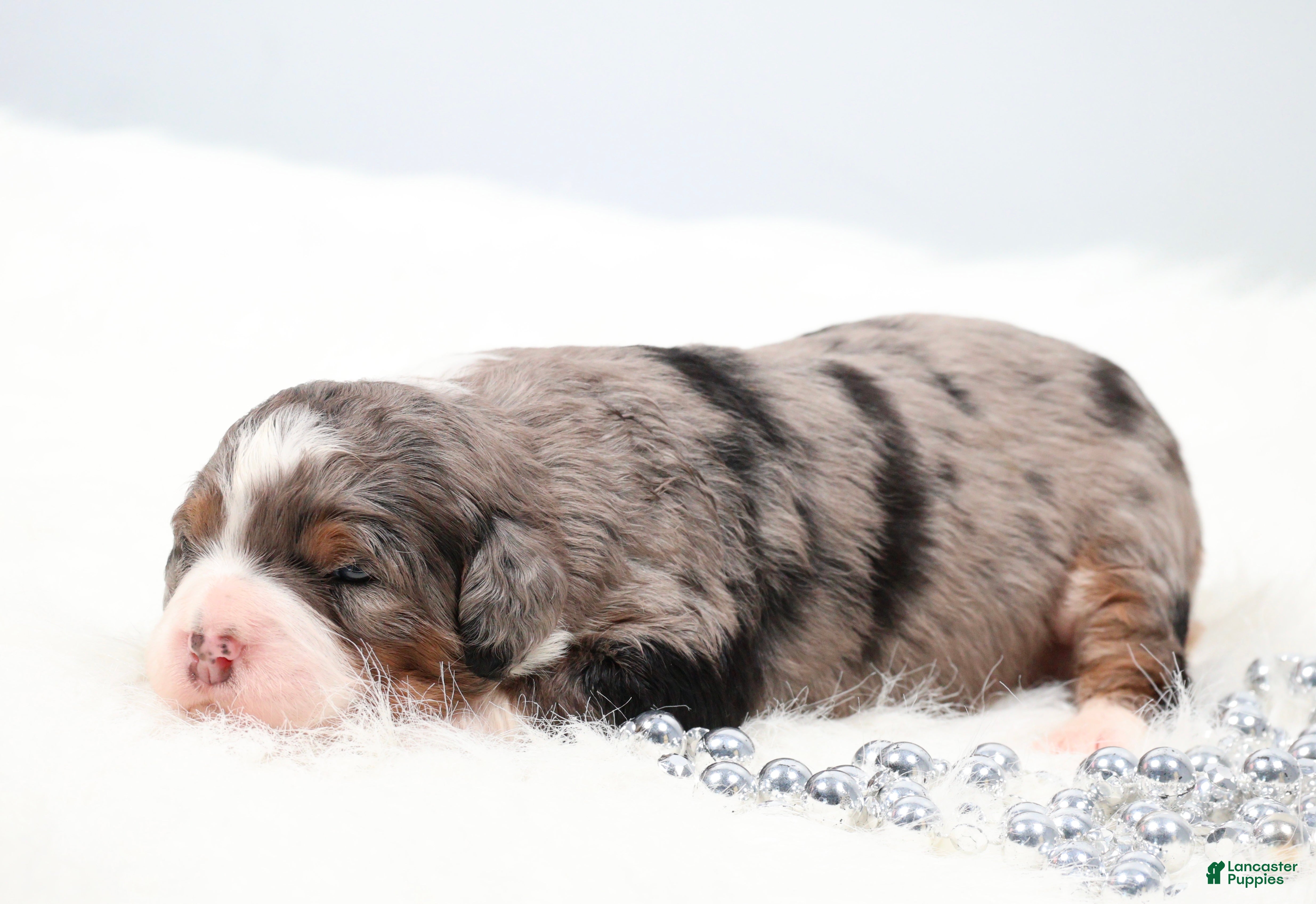 Mini Bernedoodle dogs Flora  - Ad 2