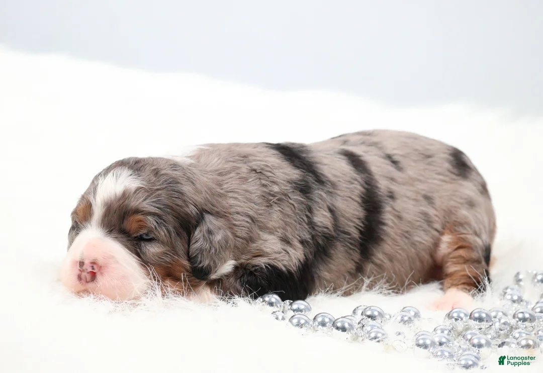 Mini Bernedoodle dogs for sale: Flora  - Ad 2
