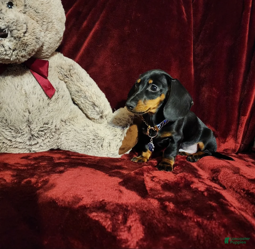 Miniature Dachshund dogs for sale: CODY - Ad 10