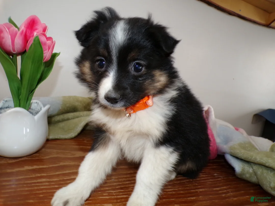 Mini Aussiedoodle dogs for sale: Mini Aussiedoodle Puppy 2 Jasmine - Ad 3