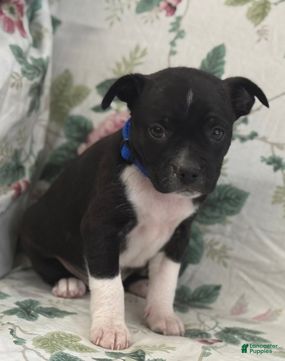 Mixed Breed dogs for sale: Mixed Breed Puppy 1 - Ad 3