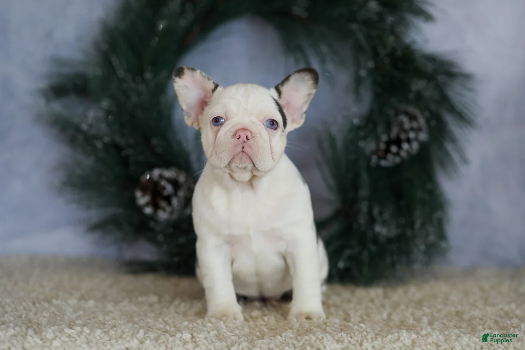 French Bulldog dogs for sale: Lady - Ad 2