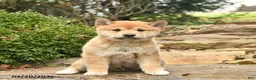 Shiba Inu dogs for sale: Dallas  - Ad 2