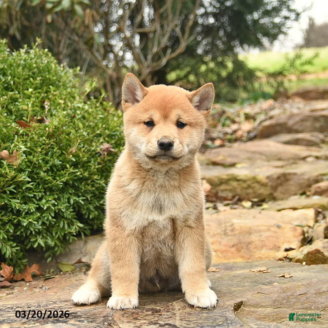 Shiba Inu dogs for sale: Dallas  - Ad 2