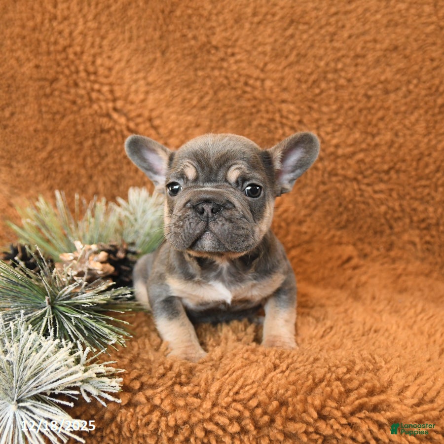 French Bulldog dogs Teddy - Ad 10