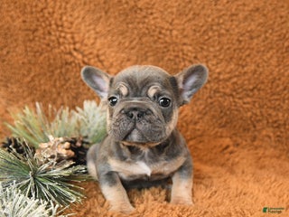 French Bulldog dogs Teddy - Ad 10