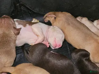 American Pit Bull Terrier dogs American Pit Bull Terrier 7 - Ad 20