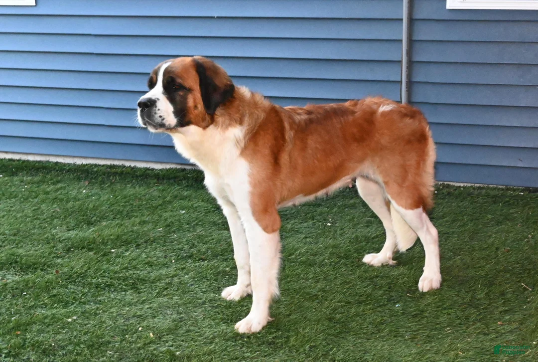 Saint Berdoodles dogs for sale: Saint Berdoodles Puppy 4 - Ad 2