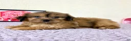 Shihpoo dogs for sale: Gretchen - Ad 8