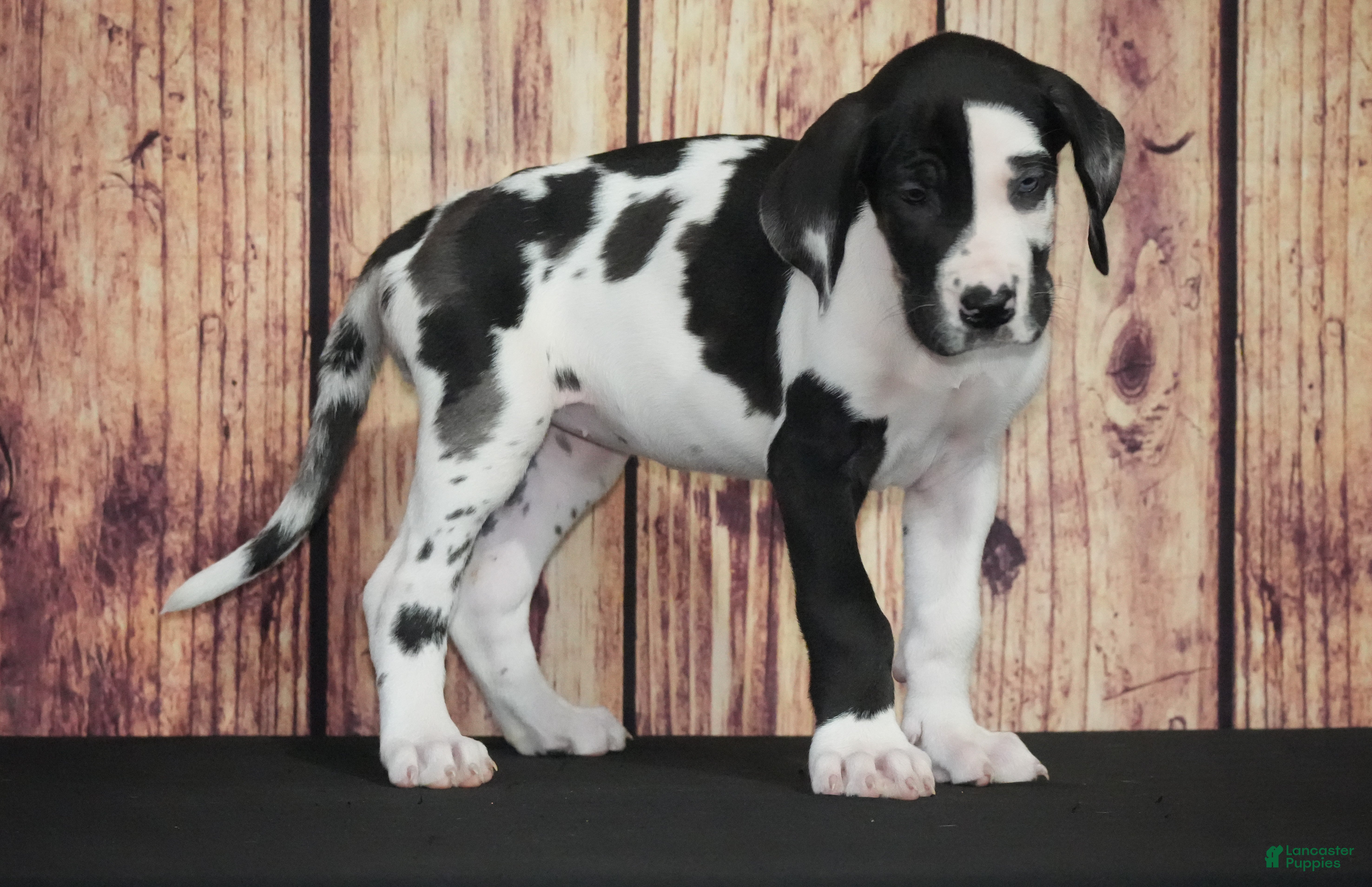 Great Dane dogs Great Dane 4 - Ad 21