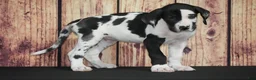 Great Dane dogs for sale: Great Dane 4 - Ad 1